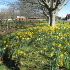 Daffodils - Cambridge Tree Trust